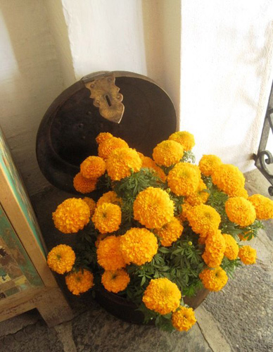 Arreglo de cempasúchil para decorar la casa