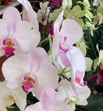 como cuidar una orquidea