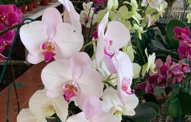 Orquídea cultivada en maceta para interior