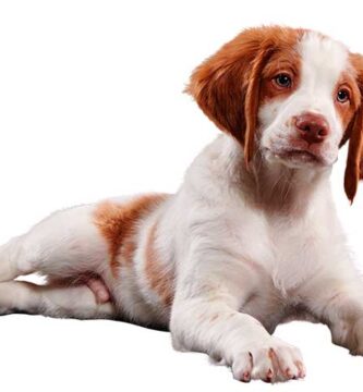 ¿Qué debe tener un kit de emergencia para tu mascota?