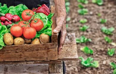 Conoce la agricultura orgánica y sus 4 principios