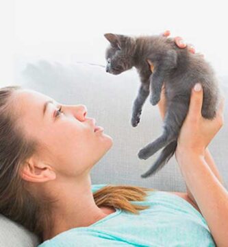 ¿Tu hogar está listo para recibir a un gato?