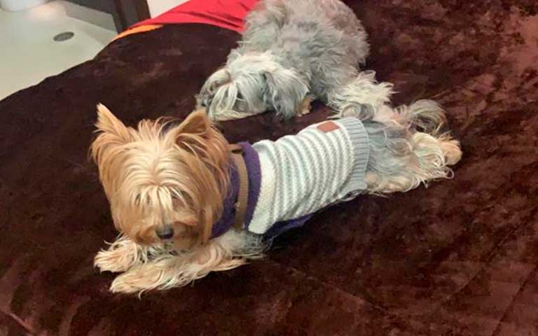 sue&ntilde;o de tu perro