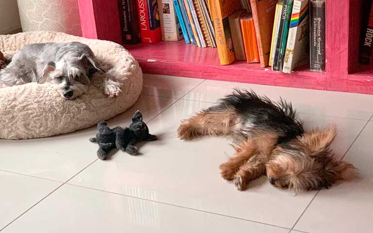 sueño de tu perro