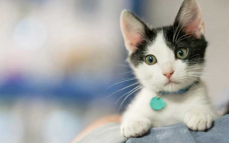 Cómo criar correctamente a tu gatito