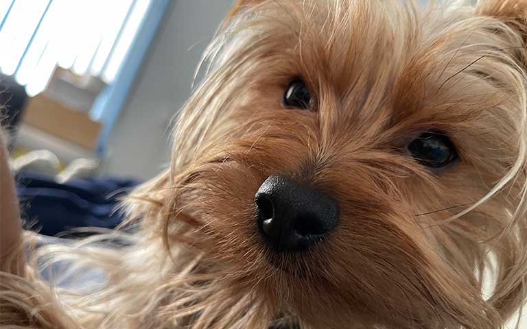Conducta y nutrición, la base de vida de nuestros cachorros