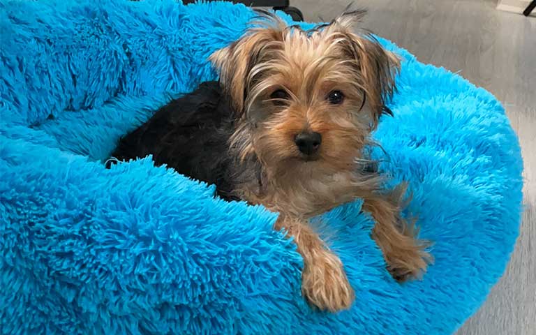 Conducta y nutrición, la base de vida de nuestros cachorros