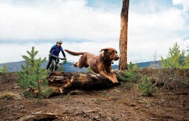 vacaciones con tu mascota