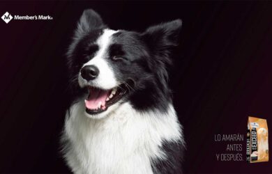 Sabías que un perro puede tener gastritis o colitis