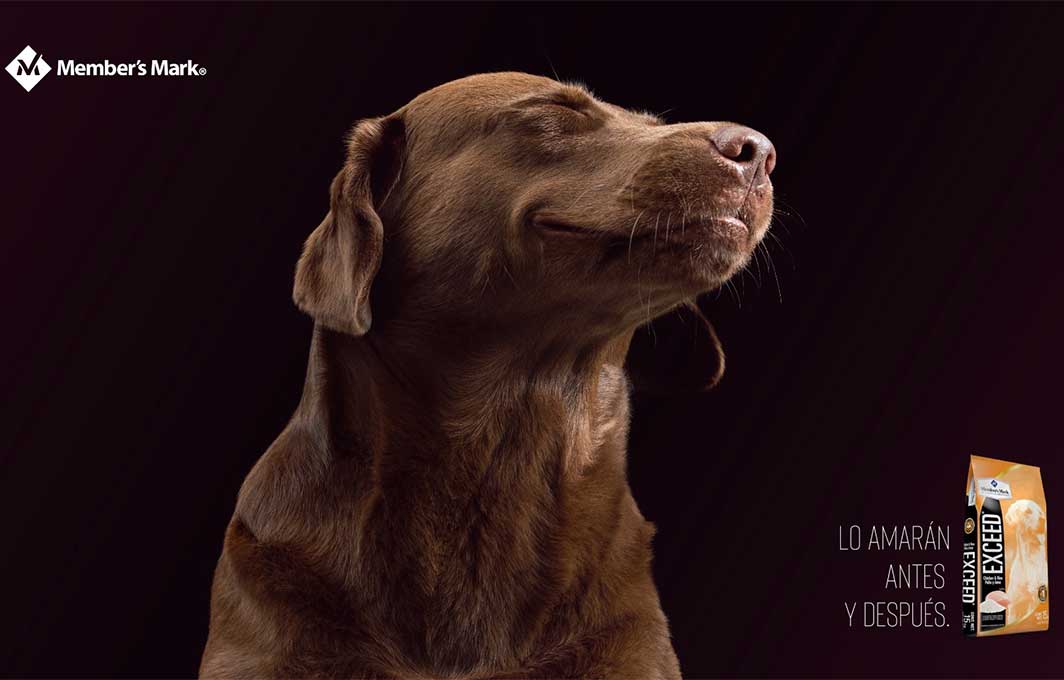 Sabías que un perro puede tener gastritis o colitis