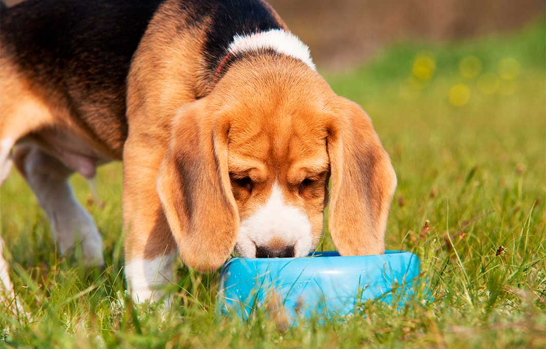 Envejecimiento en mascotas: cuidados y recomendaciones