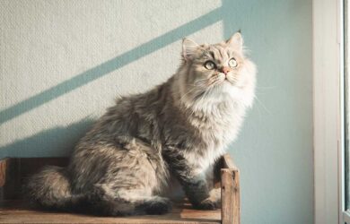 Envejecimiento en mascotas: cuidados y recomendaciones