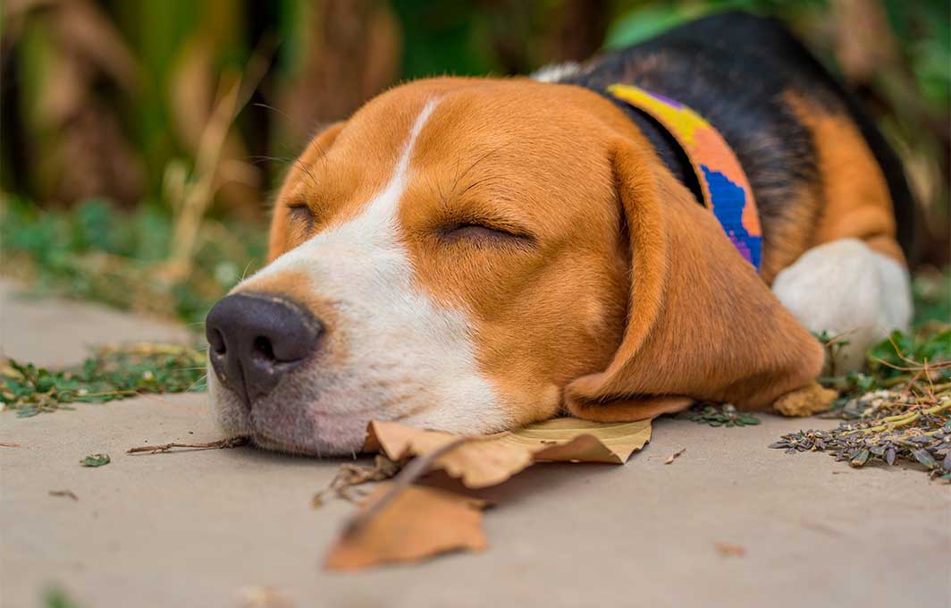 Envejecimiento en mascotas: cuidados y recomendaciones