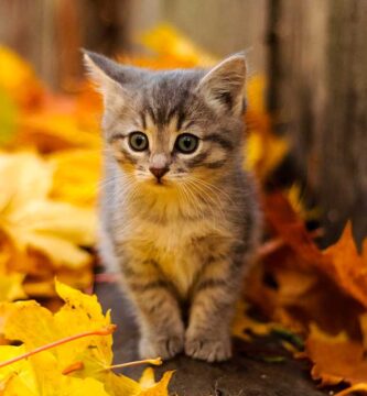 Mitos y realidades sobre los gatos