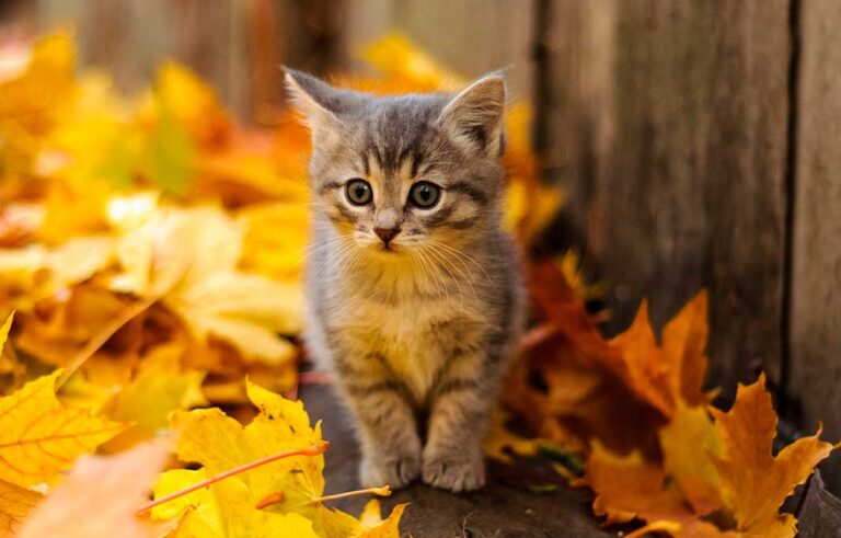Mitos y realidades sobre los gatos